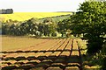 Field of potatoes, West Willoughby