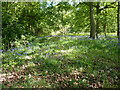 Bluebells in Bannister