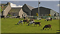 Goats at Middle Third Farm