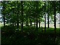 Field with trees by Medhone Copse