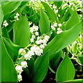 SO6424 : Convallaria majalis, Lily of the Valley by Jonathan Billinger
