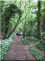 Path in Broadridge Wood