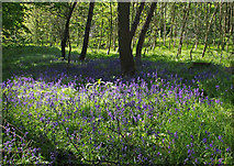 SD5831 : Bluebells in Boilton Wood by Ian Taylor