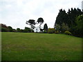 Monkey-puzzle trees at Penralltcadwgan