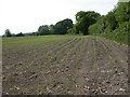 Kingston, newly planted field