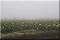 Daffodils in the mist