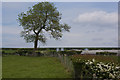 A tree and farm buildings between Freezeland Farm and Sibberings Farm