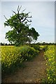 Footpath and Staggy Oak