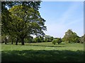 Parkland trees, Thornton Watlass