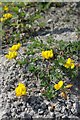 Birdsfoot Trefoil in Grays Chalk Quarry