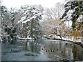 Coy Pond in the snow