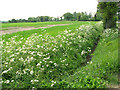 Cow parsley and ditch beside Silfield Road, Ashwellthorpe