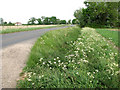 Cow parsley beside Silfield Road,  Ashwellthorpe