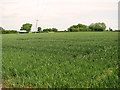 Cultivated field west of Vernon