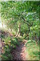 Footpath, Alderley Edge