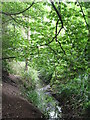 The Beck, High Broom Wood (14)