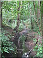 The Beck, High Broom Wood (15)