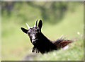 NM8026 : A wild goat on Kerrera by Walter Baxter