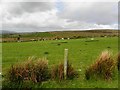 Garvagh Townland