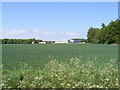 Fields next to the footpath to Moat Hall Farm