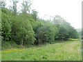 Woodland bordering Limekiln Road, Pontnewynydd