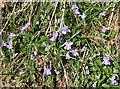NN9109 : Violets at The Roadside by Martin Addison