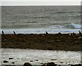 NX3838 : Cormorants on the Coast by Andy Farrington