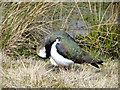 NY9506 : Lapwing (Vanellus vanellus) by Maigheach-gheal