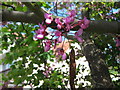 Close-up of Cercis siliquastrum flower