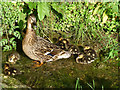 Duck and ducklings, Crosby Ravensworth