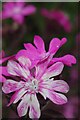 Red Campion up Close