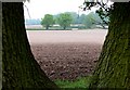 Trees near Bushwood Hall