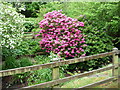 A splash of colour at Hampton Beech