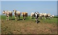 Cattle near Thorne Farm