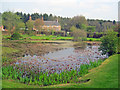 The pond at Felley Priory Garden