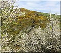 Blackthorn and Gorse in Flower