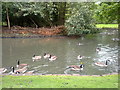 Geese at Springfield Park