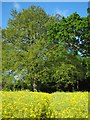 Oilseed Rape in flower