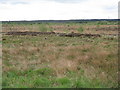 Rough grazing near Shotts