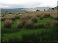 Rushy pasture between Shiskine and Balmichael