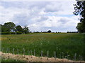 TM2955 : Fields between the footpath to Walnut Lane and Grove Cottages by Geographer