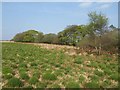 Edge of Witheridge Moor