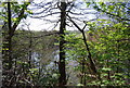 Pond through the trees, Leigh Place