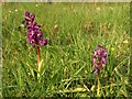 SS8814 : Orchid, Templeton by Derek Harper