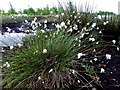 Bog cotton, Cloghfin