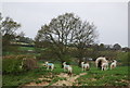 TQ8632 : Lambs by the HWLT by N Chadwick