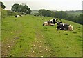 ST2414 : Cattle near Birchwood by Derek Harper