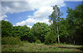 Silver Birch on Stanmore Common