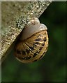 SX9166 : Snail by Easterfield Lane by Derek Harper