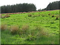 Forestry and rushy pasture above Corriecravie